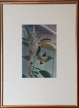 Yellow-bellied Sunbirds nesting under a Queenslander.