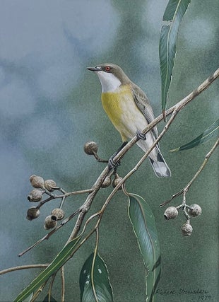 White-throated Gerygone making itself known. Peter Trusler.