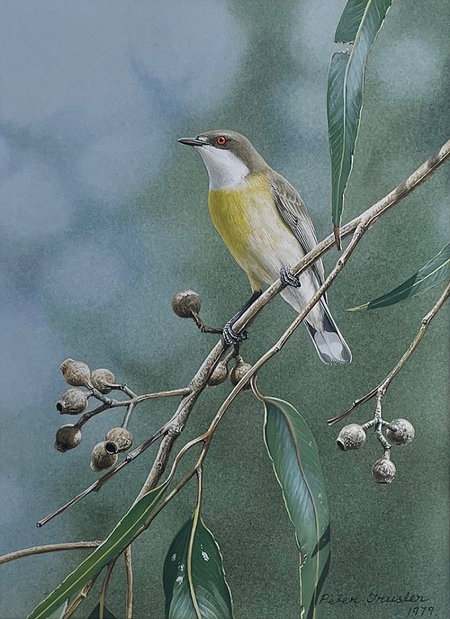 Stock ID 43919 White-throated Gerygone making itself known. Peter Trusler.