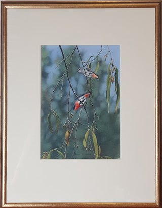 Stock ID 43922 Berry Peckers in the Mistletoe. Peter Trusler