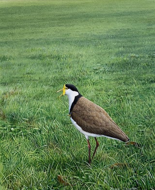 Stock ID 43923 Masked Lapwing defending its territory. Peter Trusler