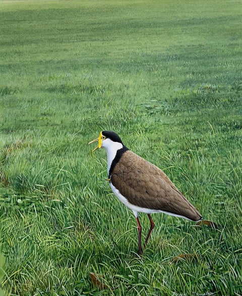 Stock ID 43923 Masked Lapwing defending its territory. Peter Trusler.