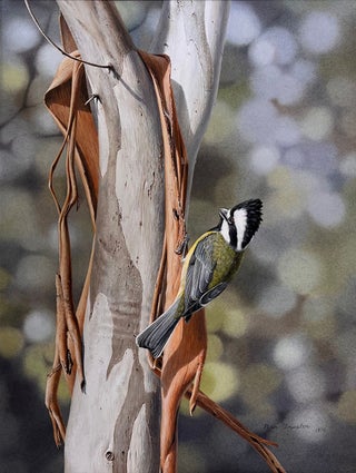 Crested Shrike-Tit gleaning on a Manna Gum.