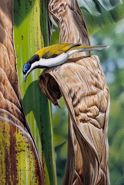 Stock ID 43932 Blue-faced Honeyeater and Banana plant. Peter Trusler.
