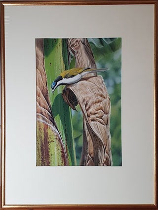 Blue-faced Honeyeater and Banana plant.