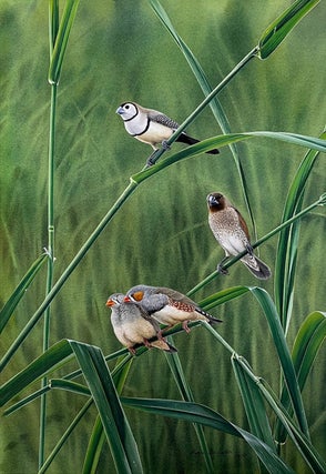 A pair of allopreeing Zebra Finches, with Double-barred Finch and introduced Spice Finch. Peter Trusler.