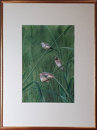 A pair of allopreeing Zebra Finches, with Double-barred Finch and introduced Spice Finch.