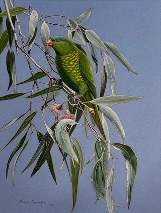 Stock ID 43935 Scaly-breasted Lorikeet feeding on a Yellow (pink variety) Gum. Peter Trusler