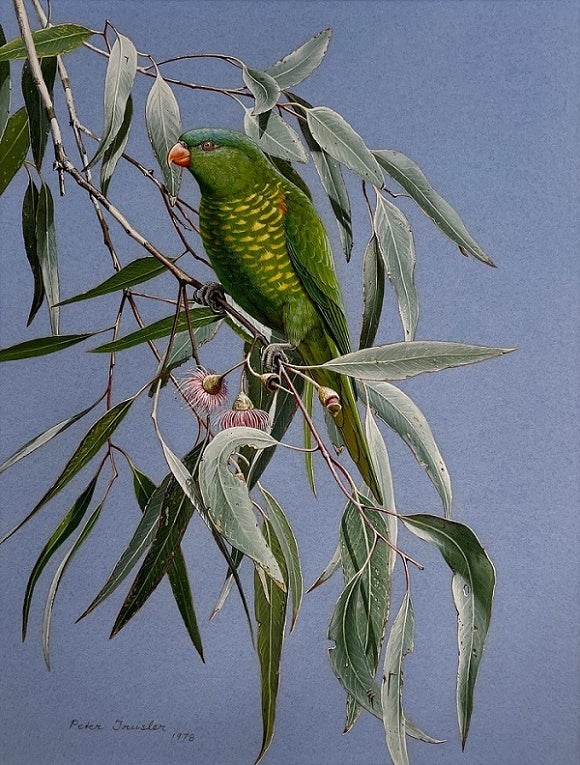 Stock ID 43935 Scaly-breasted Lorikeet feeding on a Yellow (pink variety) Gum. Peter Trusler.