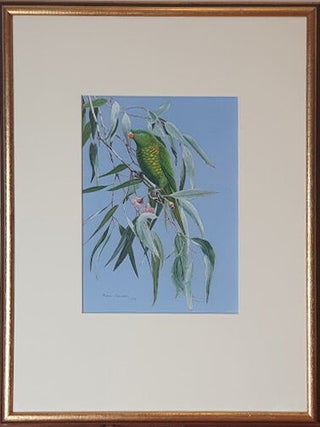 Scaly-breasted Lorikeet feeding on a Yellow (pink variety) Gum.