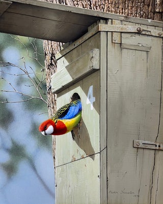 Male Eastern Rosella inspecting a nest box. Peter Trusler.
