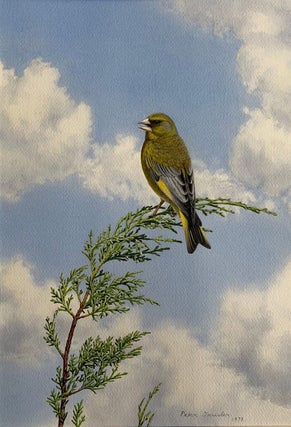 Singing male Greenfinch high up on a Cypress. Peter Trusler.