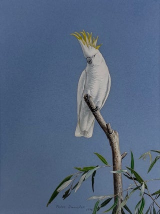 Stock ID 43939 Sulphur-crested Cockatoo on high alert. Peter Trusler