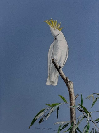 Sulphur-crested Cockatoo on high alert. Peter Trusler.
