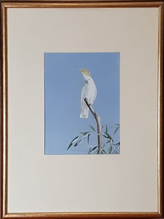 Sulphur-crested Cockatoo on high alert.