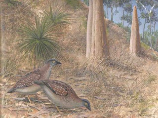 Quail, Buttonquail and Plains-wanderer in Australia and New Zealand.