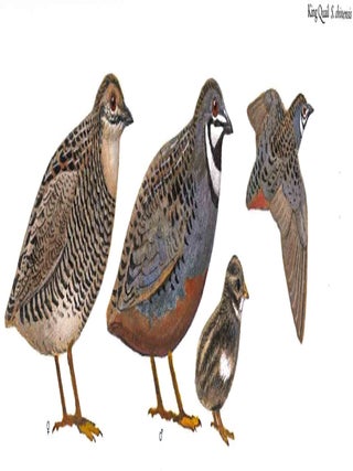 Quail, Buttonquail and Plains-wanderer in Australia and New Zealand.