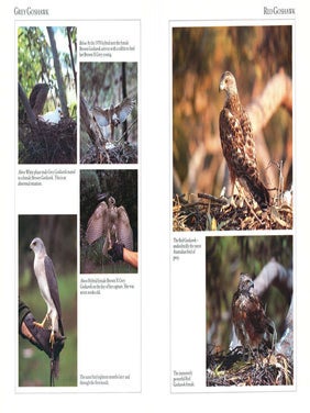 Eagles hawks and falcons of Australia.