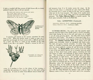The insect book.