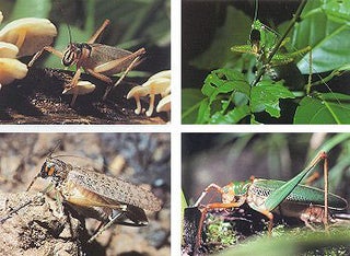 The Tettigoniidae: biology, systematics and evolution.
