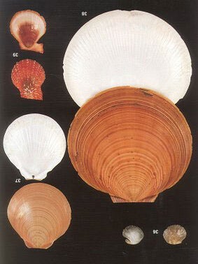 Bivalves of Australia, volume one.