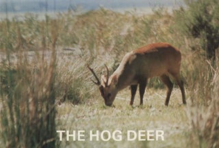 Stock ID 44465 The hog deer. The Victorian Deer Conservation Co-operative Limited