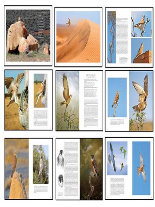 Australian falcons: the secret lives of our fastest birds of prey.