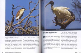 Australian wildlife on your doorstep.