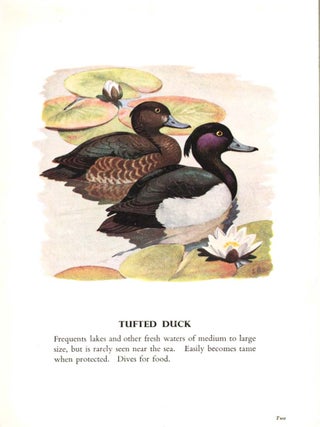 Wild fowl.
