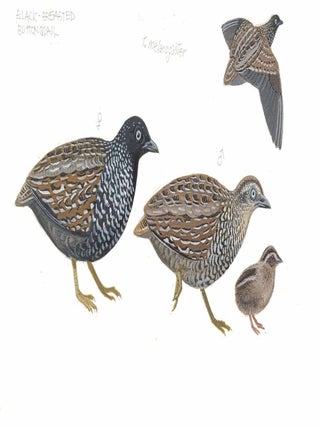Black-breasted Button Quail (Turnix melanogaster).