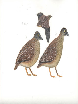 Buff-breasted Button Quail (Turnix olivii).