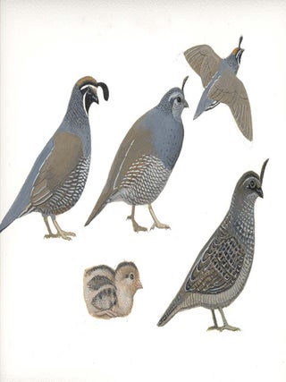 California Quail (Callipepla californica).