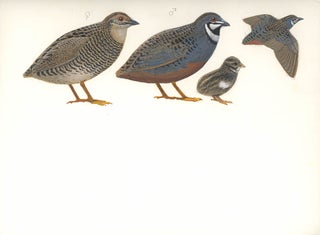King Quail (Synoicus chinensis)