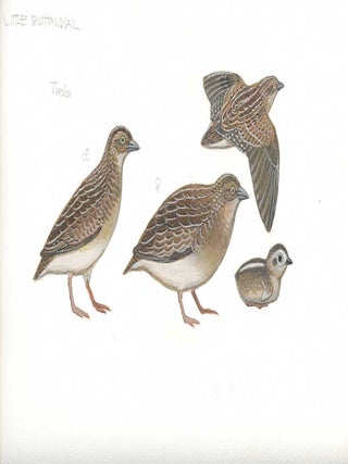 Little Button Quail (Turnix velox).