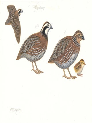 Northern Bobwhite (Colinus virginianus)