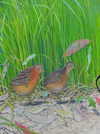 Red-backed Button Quail (Turnix maculosus. Frank Knight.