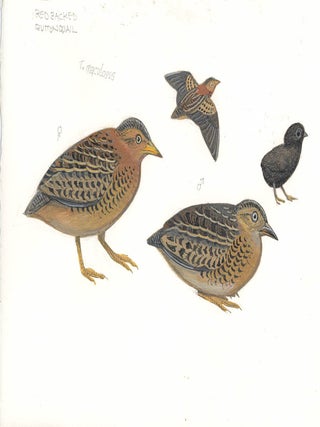 Red-backed Button Quail (Turnix maculosus).