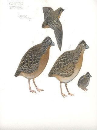 Red-chested Button Quail (Turnix pyrrhothorax).