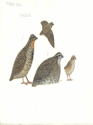 Stubble Quail (Coturnix pectoralis).