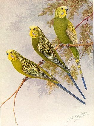 Budgerigars in bush and aviary.