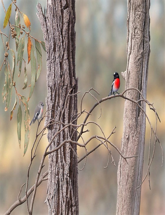 Stock ID 44839 Scarlet Robins. Jeff Davies.