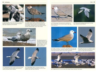 Gulls of the world: a photographic guide.