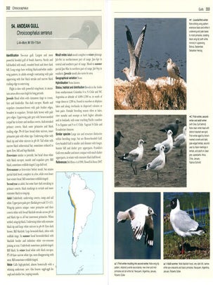Gulls of the world: a photographic guide.