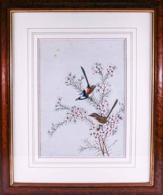 Stock ID 45380 Variegated Fairy Wren. Neville William Cayley