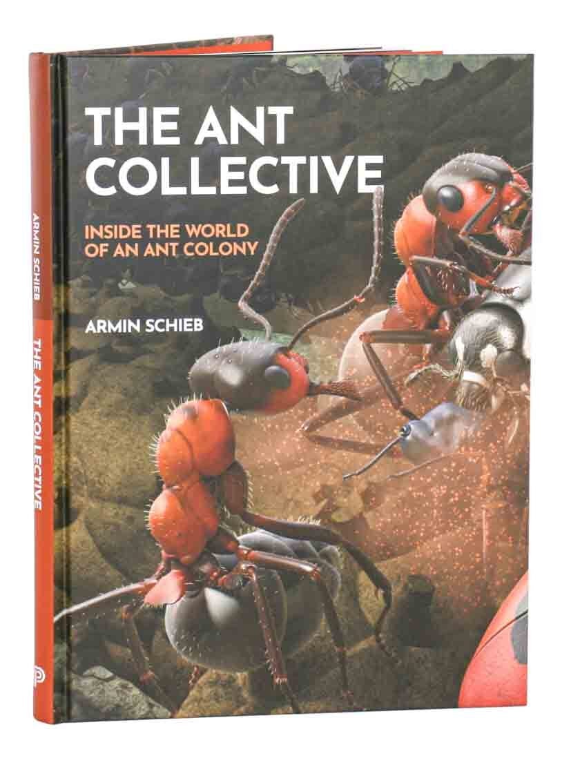 The ant collective: inside the world of an ant colony | Armin Schieb