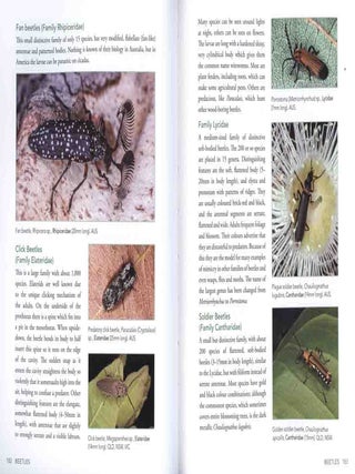 A field guide to insects in Australia.