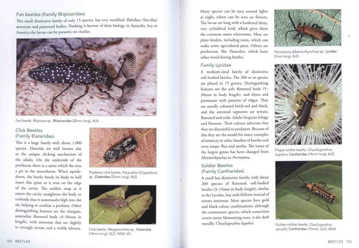 Insect Fuild Guide A field guide to insects in Australia | Paul Zborowski, Ross Storey ...