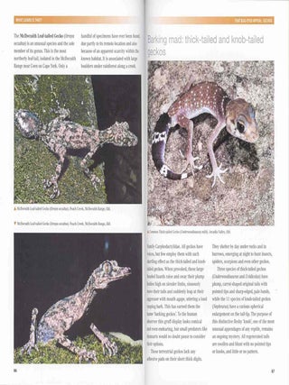 What lizard is that? introducing Australian lizards.