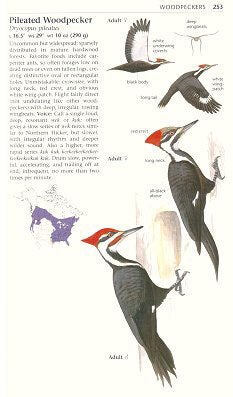 Field guide to the birds of eastern North America.