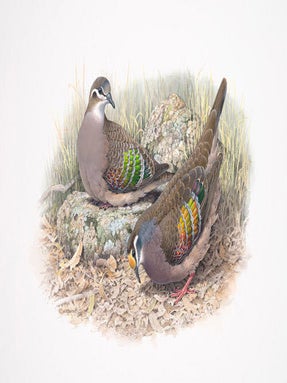 Pigeons and doves in Australia.